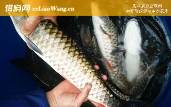军鱼养殖:养殖技术