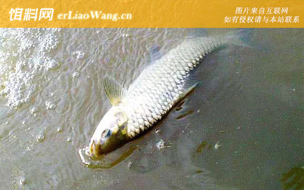 军鱼:摄食习性