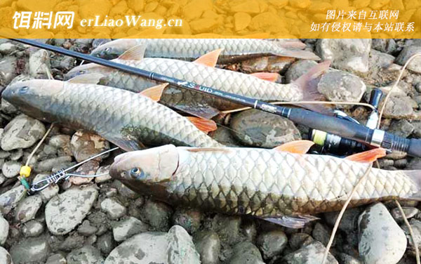 军鱼:钓法技巧