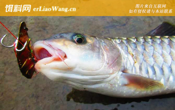 钓军鱼:浮底论述