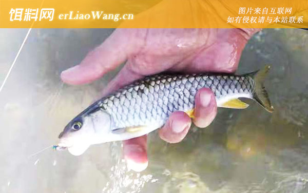 钓军鱼:钓法技巧