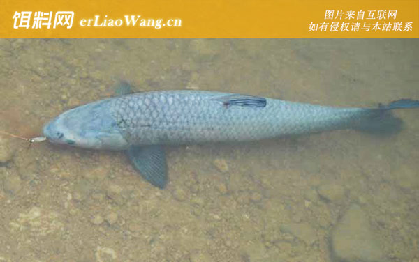 野钓军鱼:饵料选用