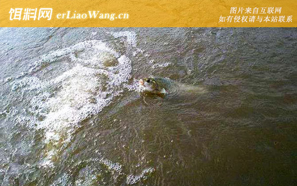 野钓军鱼:钓法技巧