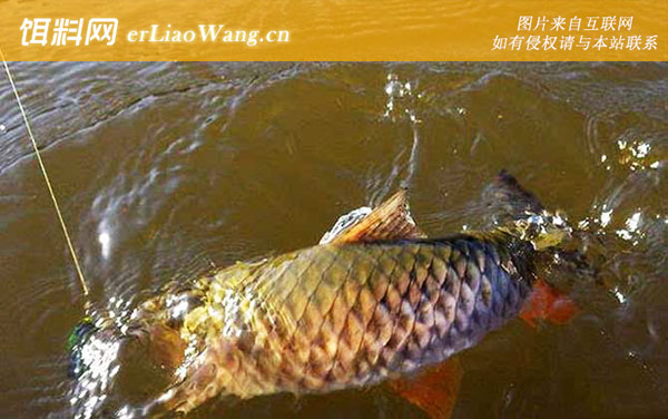 路亚军鱼:钓法技巧