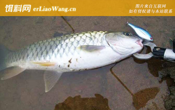 钓军鱼用什么假饵最好-铅笔