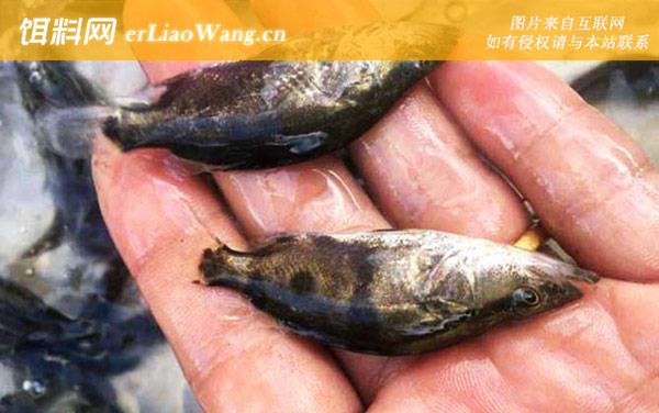 鳜鱼苗:生活习性