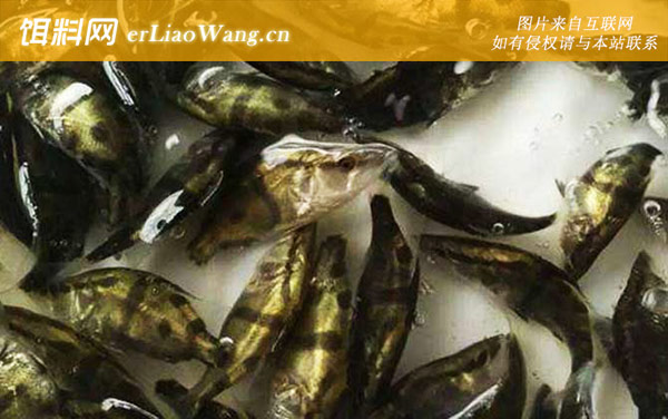 鳜鱼苗:常见种类