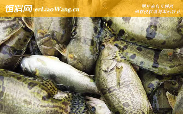 鳜鱼养殖技术及病害防治-种苗放养