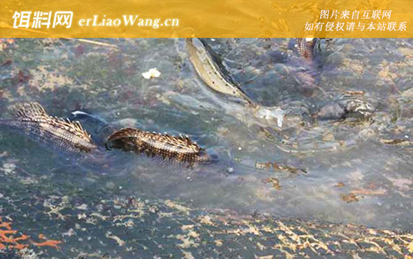 鳜鱼养殖:投喂管理