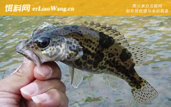 鳜鱼养殖:病害防治