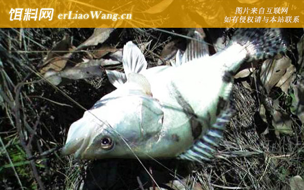 钓鳜鱼:路亚钓法