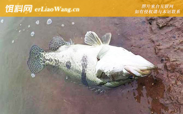 鳜鱼:自然饵料