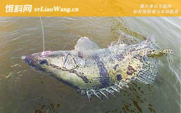 钓鳜鱼:摄食习性