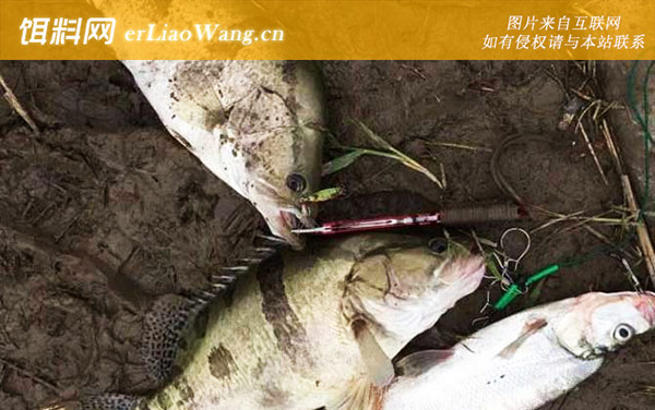 钓鳜鱼:饵料选用