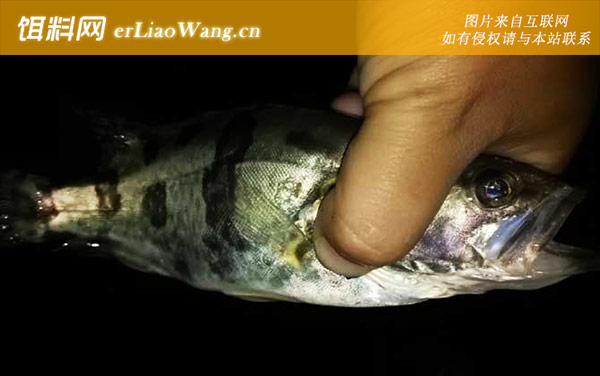 钓鳜鱼:钓法技巧