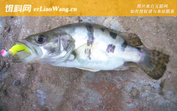 野钓鳜鱼:钓法技巧