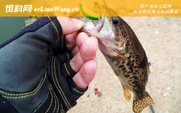 桂鱼:摄食习性