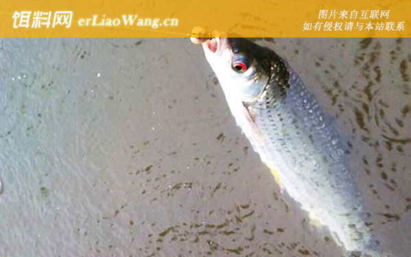 赤眼鳟:生活习性