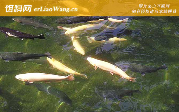 虹鳟鱼:生活习性