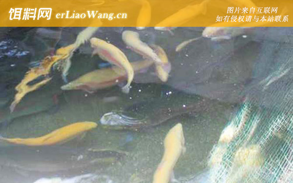 金鳟鱼是什么鱼-形成过程