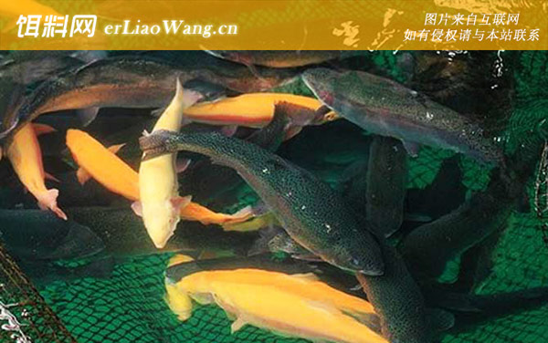 金鳟鱼:生活习性