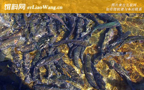 虹鳟鱼:食用价值