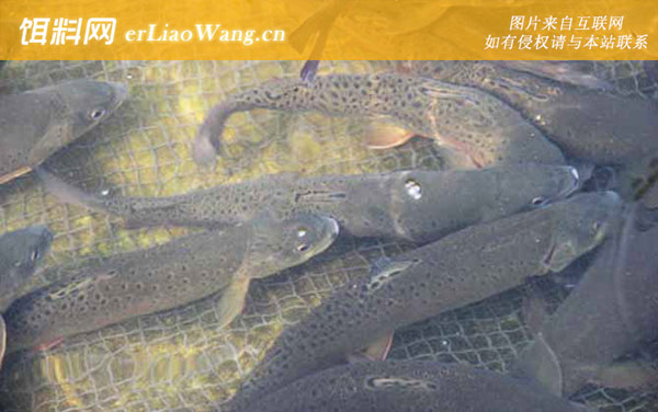 虹鳟鱼养殖技术-投喂管理