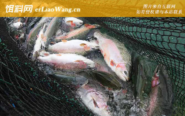 虹鳟鱼养殖技术-水质调控