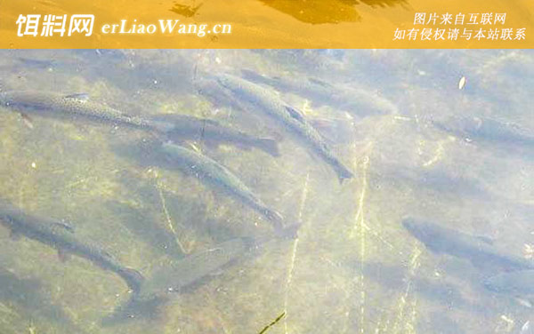 虹鳟鱼养殖技术-病害防治