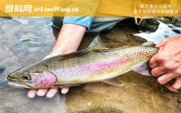 三文鱼:栖息环境