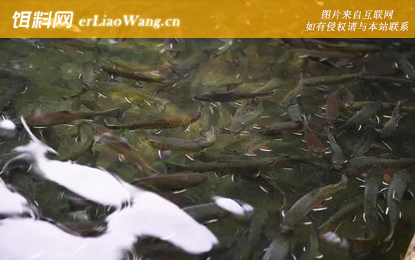 虹鳟鱼和三文鱼有什么区别-市场价格