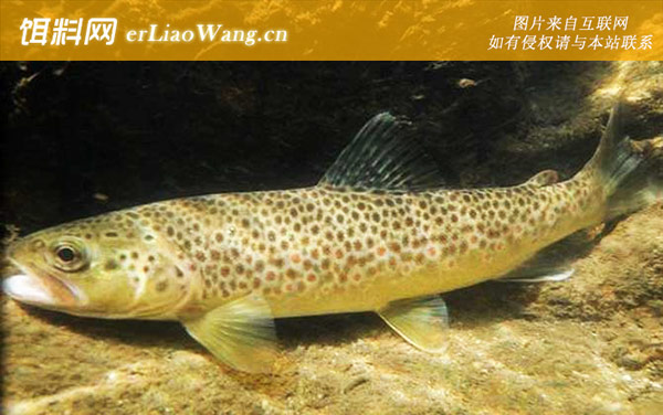 虹鳟鱼:抛竿钓法