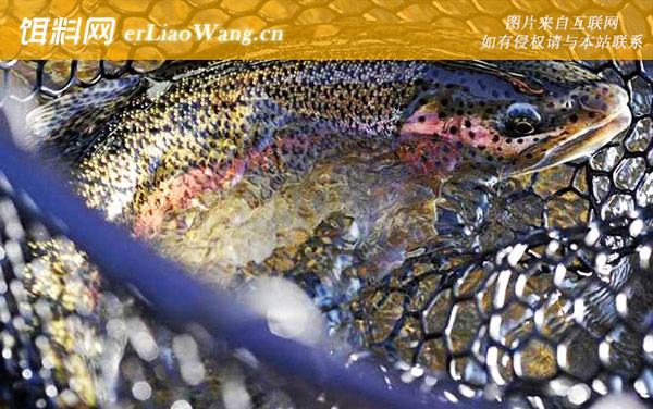 虹鳟鱼:路亚钓法