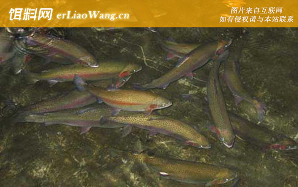 钓鳟鱼用什么鱼饵最好-钓法技巧