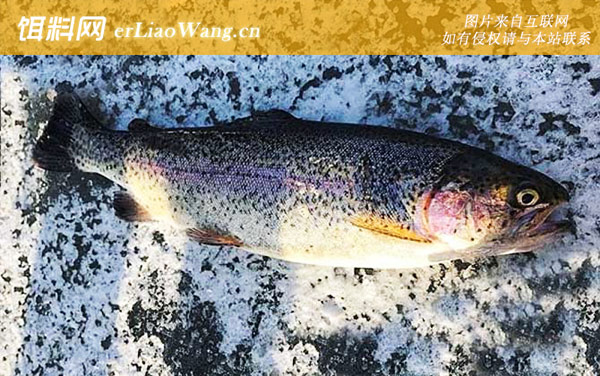 虹鳟鱼:钓法技巧