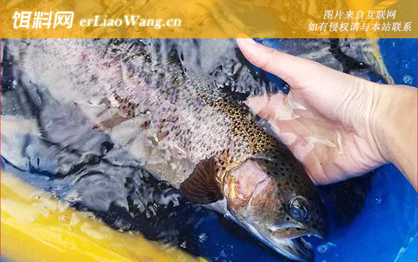 冰钓鳟鱼用什么饵料-泥鳅