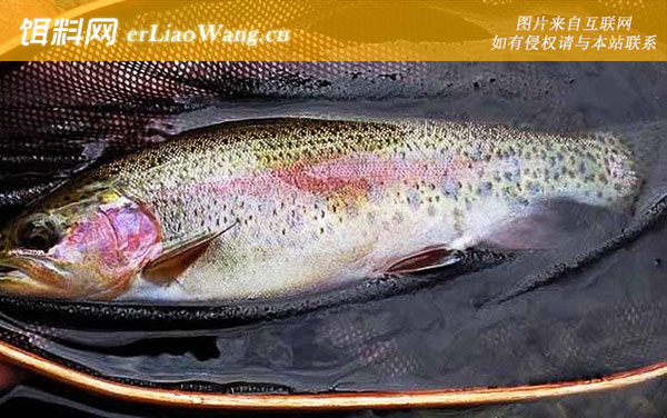 虹鳟鱼:钓法技巧