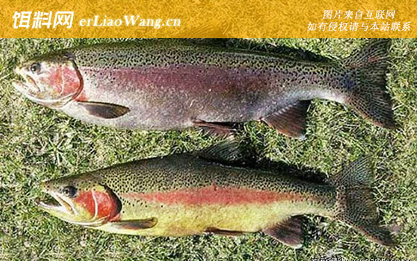 虹鳟鱼:注意事项