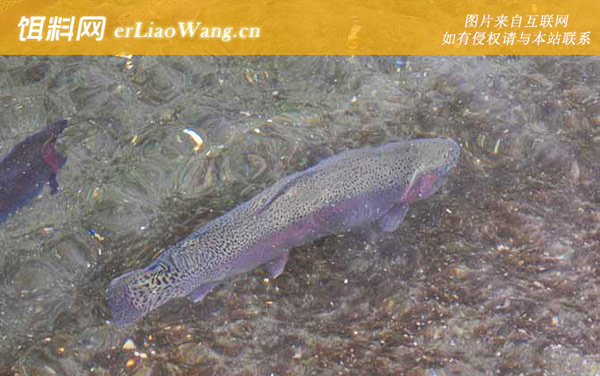 虹鳟鱼:钓法技巧