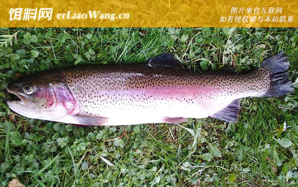虹鳟鱼:饵料选用