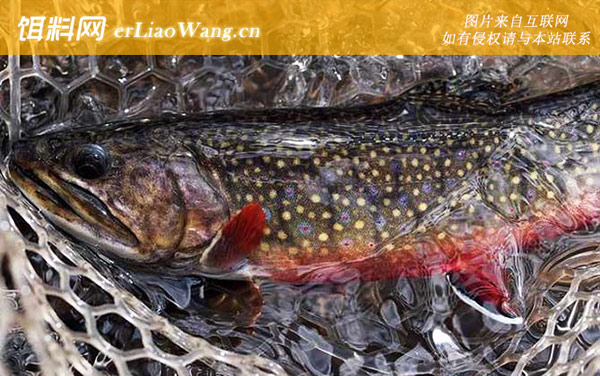 虹鳟鱼一般吃什么路亚饵-铅笔