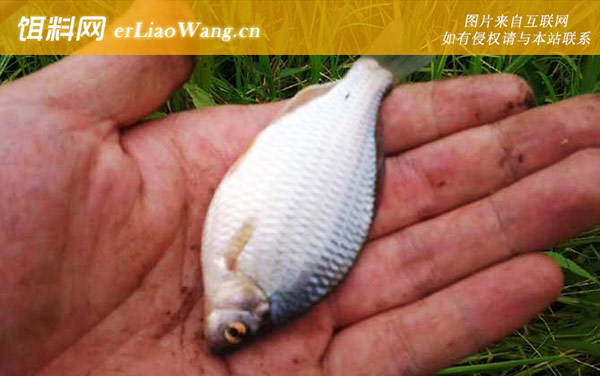 鳑鲏鱼:生活习性