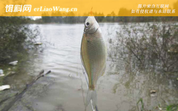 鳑鲏鱼:常见种类