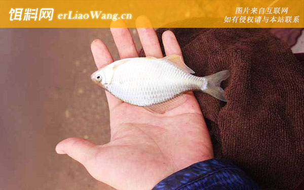 鳑鲏鱼的生活习性及特点-分布广
