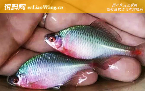 鳑鲏鱼:饲养方法