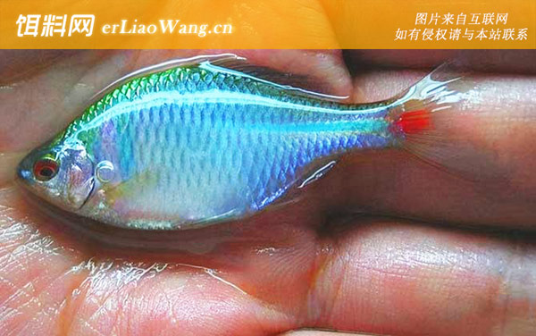 鳑鲏鱼:饲养方法