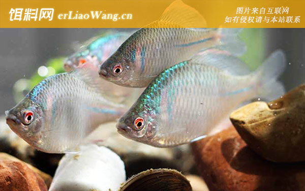 鳑鲏鱼:饲养方法