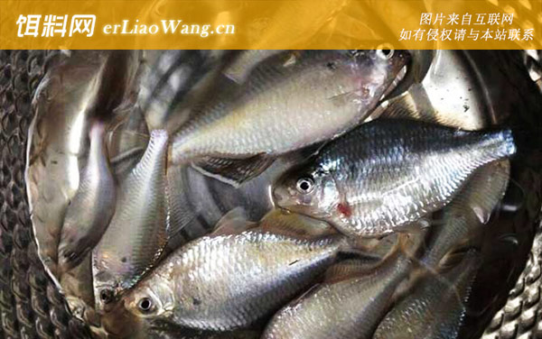 鳑鲏鱼:注意事项