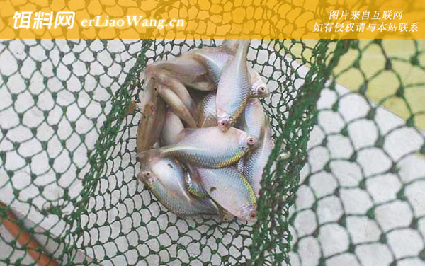 鳑鲏鱼:饲养方法