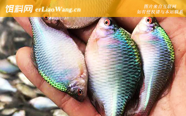 鳑鲏鱼:生活习性